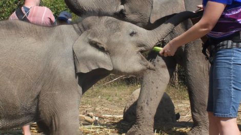 Karen Tribe Native Elephants