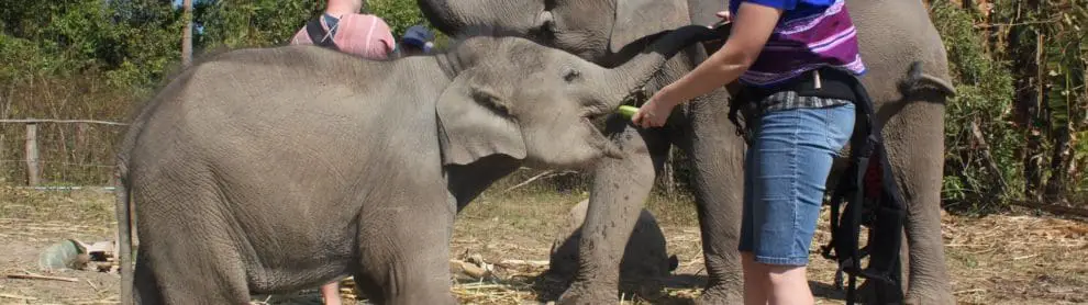 Karen Tribe Native Elephants