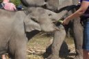 Karen Tribe Native Elephants E1575010599295