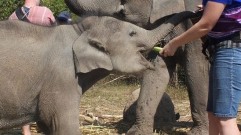 Karen Tribe Native Elephants E1575010599295