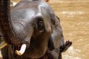 Maetang Elephant Park 1 E1575015787915