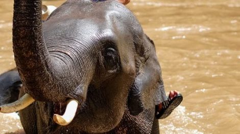 Maetang Elephant Park 1 E1575015787915