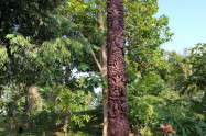 Navel City Pillar Of Chiang Rai 15