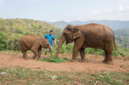 Patara Elephant Farm 1 1