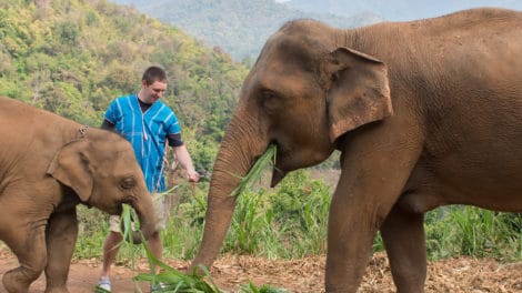 Patara Elephant Farm