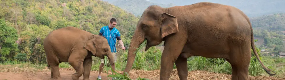 Patara Elephant Farm