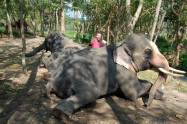 Patara Elephant Farm 10