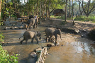Patara Elephant Farm 12
