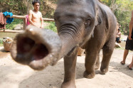 Patara Elephant Farm 3
