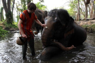 Patara Elephant Farm 6