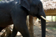 Patara Elephant Farm 7