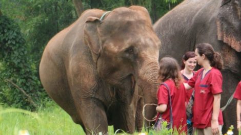 Ran-tong Save & Rescue Elephant Centre