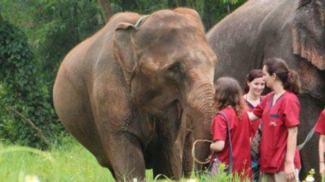 Ran Tong Save Rescue Elephant Centre 10 Scaled E1575017348170