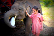 Ran Tong Save Rescue Elephant Centre 8