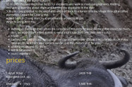 The Asian Elephant and Water Buffalo Experience The Asian Elephant And Water Buffalo Experience