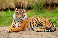 Tiger Kingdom