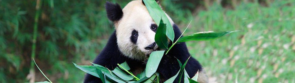 Chiang Mai Zoo