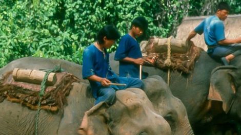 Eddy Elephant Care Chiang Mai