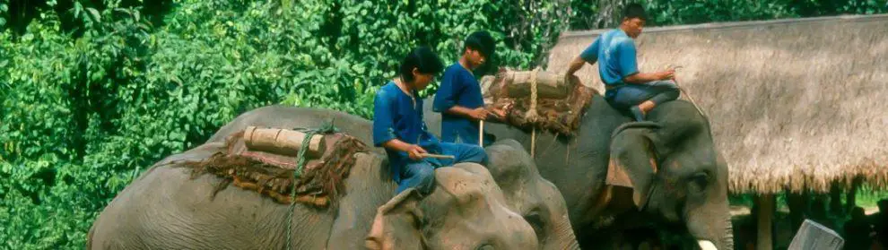 Eddy Elephant Care Chiang Mai