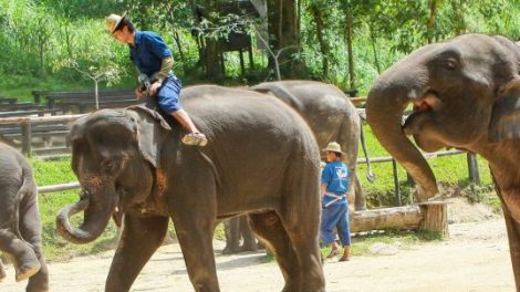 Maesa Elephant Camp