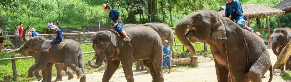 Maesa Elephant Camp