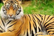 A tiger lying on the grass at Tiger Kingdom Chiang Mai.