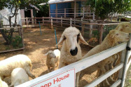 Farm2 1 E1494250606688