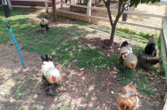 Pai Village Farm