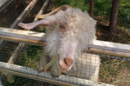 Pai Village Farm 3