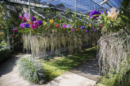 Bai Orchid And Butterfly Farm At Chiang Mai Thailand 71069201 E1495461107309