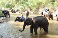 Maesa Elephant Camp 3 Scaled