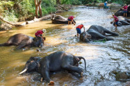 Maesa Elephant Camp 4 Scaled