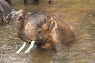 Maesa Elephant Camp 6 Scaled