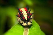 Siam Insect Zoo 5 Scaled