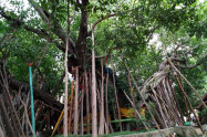 Bb Wat Phra That Lampang Luang 07