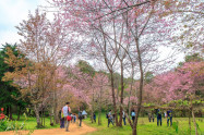 Chiang Dao 06