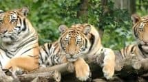 Chiang Mai Night Safari