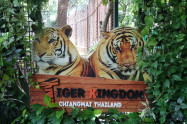 Tiger Kingdom Chiang Mai 2