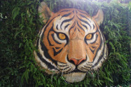 Tiger Kingdom Chiang Mai 3