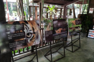 Tiger Kingdom Chiang Mai 4