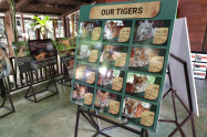 Tiger Kingdom Chiang Mai 5