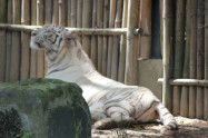 Tiger Kingdom Chiang Mai 7