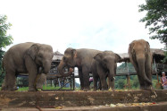 Bb Elephants Nature Park 01