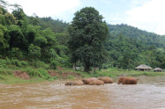 Bb Elephants Nature Park 02