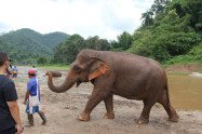 Bb Elephants Nature Park 03