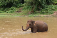 Bb Elephants Nature Park 04