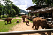 Bb Elephants Nature Park 06