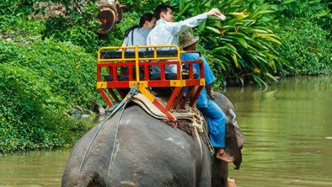 Thai Elephant Conservation Centre