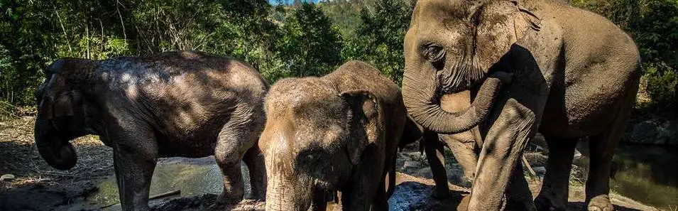 Hug Elephant Sanctuary