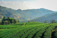 Doi Mae Salong 10